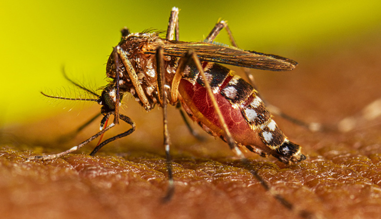 Alak lanzó el Plan de Prevención contra el Dengue 2025/2026 en La Plata