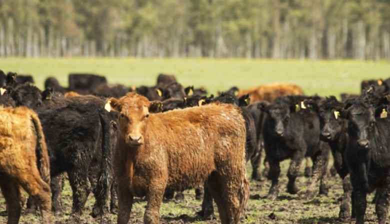 El Ministerio de Desarrollo Agrario lanzó una campaña junto a 80 municipios para prevenir las enfermedades venéreas en bovinos