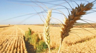 Sarquis auguró "siembra récord" para el trigo