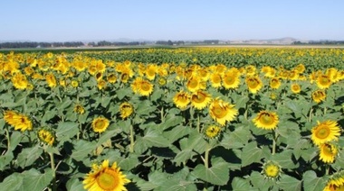 Aumentó un 15% la superficie sembrada de girasol en el sudoeste de la provincia