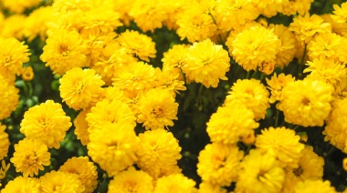 ¿Qué significa regalar flores amarillas cada 21 de septiembre?