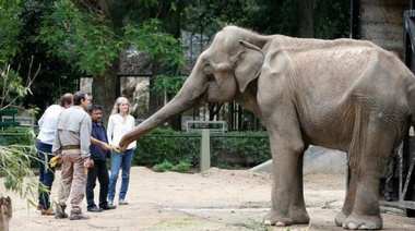 Dolor por el fallecimiento de la elefanta Pelusa