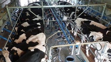 Crisis de la lechería: ya cerraron 604 tambos en lo que va del año