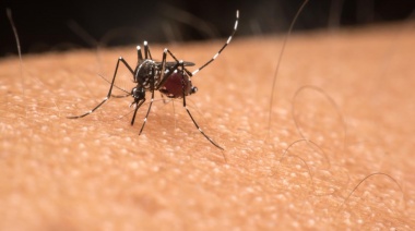 Dengue y encefalitis equina: ¿cómo diferenciar las picaduras?