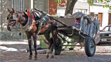 En Lanús impulsan un censo de caballos