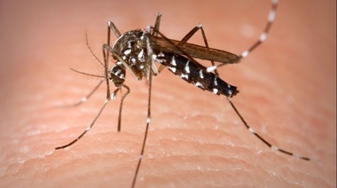 Desde el Senado solicitan información acerca de las campañas de prevención del dengue en Provincia