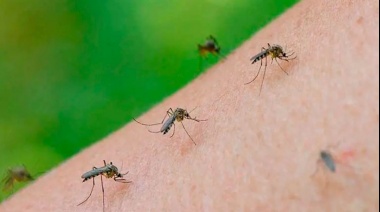 Brote de dengue histórico en el país: Ya son más de 180 mil los casos