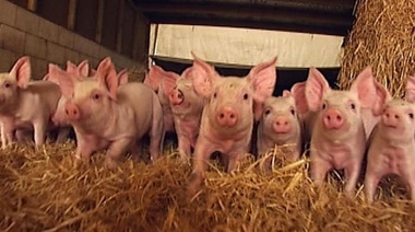 El sector porcino exige que en la Provincia se equiparen los cortes importados