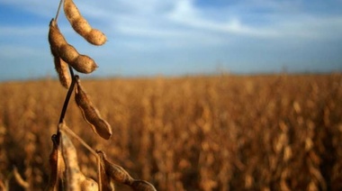 Afirman que por el aumento de la soja al productor agropecuario "no lo pondría de mal humor" que no bajen retenciones