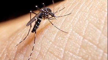 El Gobierno confirmó la vacuna contra el dengue