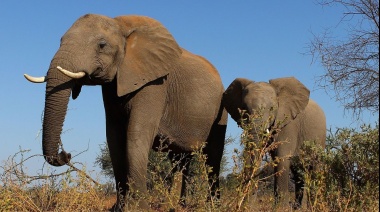 Kenia: disminuye la caza furtiva y crece el número de elefantes y jirafas