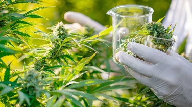 Diputados avanzó con el proyecto que regula la producción de cannabis medicinal