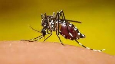 Analizan un posible brote de chikungunya