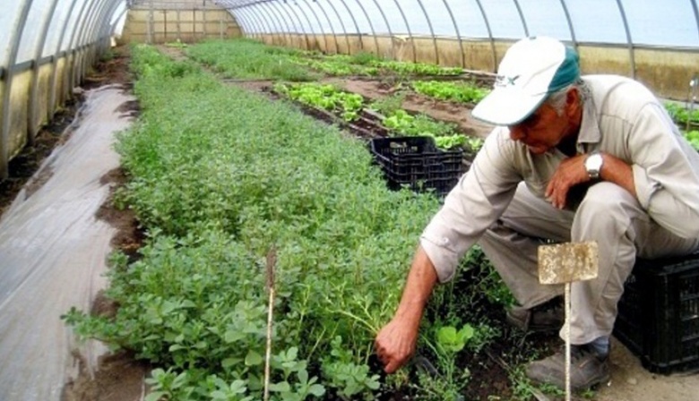La Plata: lanzan programa para ofrecer productos del cordón frutihortícola  - Infomiba