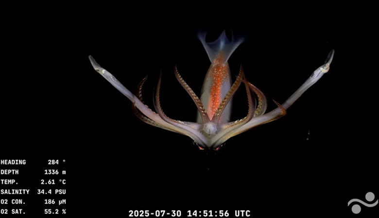 Se despide el stream del Conicet: cuándo será la última transmisión desde el fondo del mar