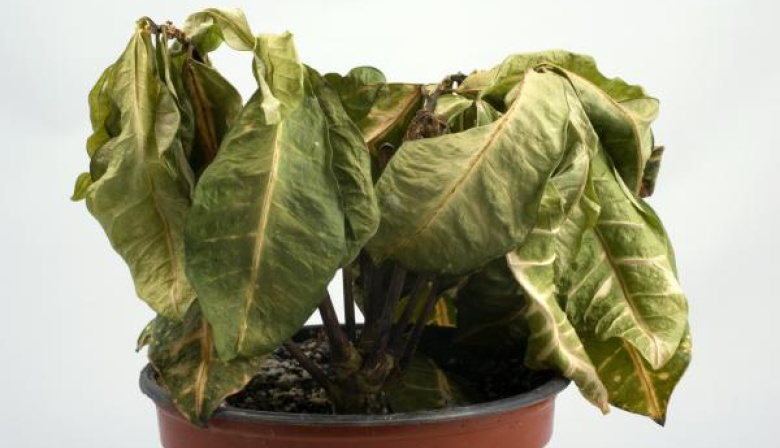 Cómo “revivir” una planta moribunda: consejos y paso a paso para darle una segunda vida a tu jardín