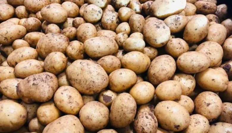 Productores de papa reclaman alivio fiscal y acceso al crédito en el sudeste bonaerense