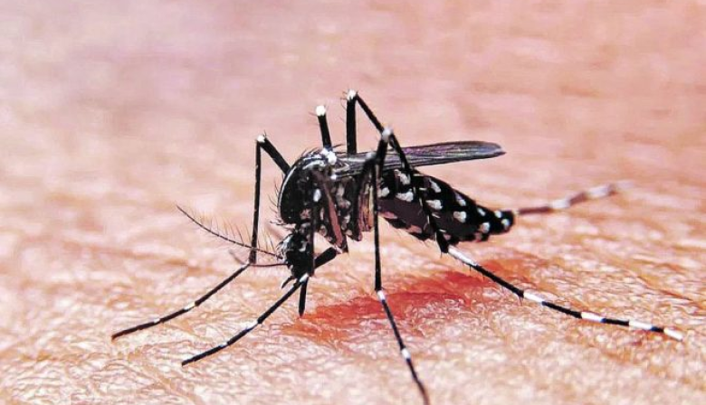 Médicos de la PBA alertan por el dengue y piden un plan nacional para prevenir una epidemia