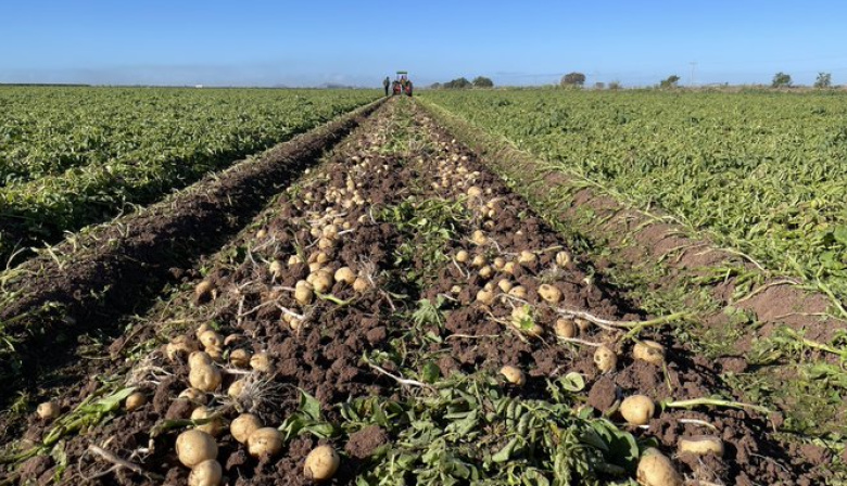 Al borde del colapso: la crisis papera golpea a productores y trabajadores rurales en Balcarce