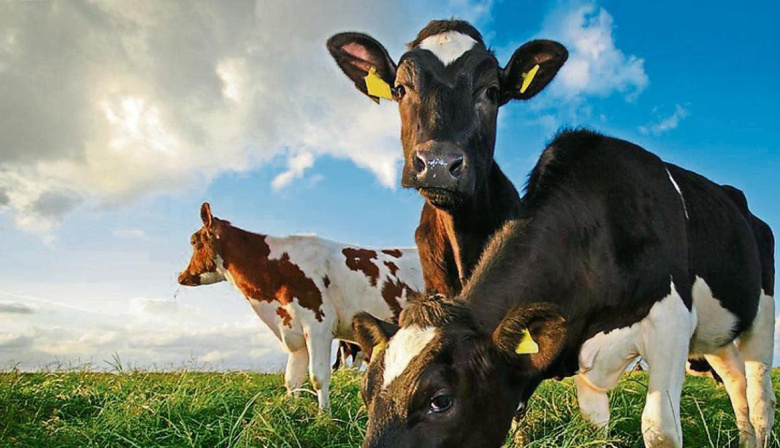 Polémica por un impuesto a los eructos de las vacas en la provincia de Buenos Aires