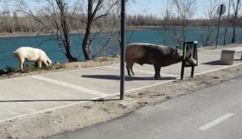 Ahora aparecieron cerdos salvajes sueltos en Nordelta