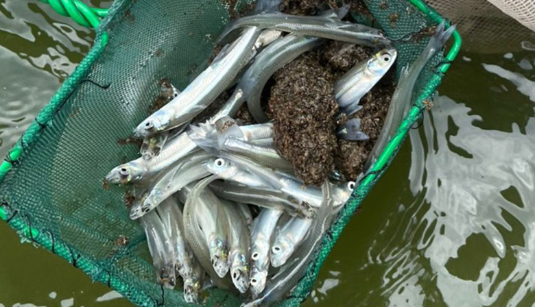 Siembran miles de pejerreyes juveniles en tres lagunas del interior bonaerense