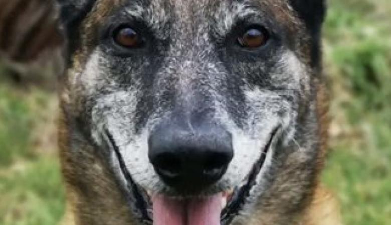 Senado bonaerense propone reconocer con medallas y homenajes a los perros policiales