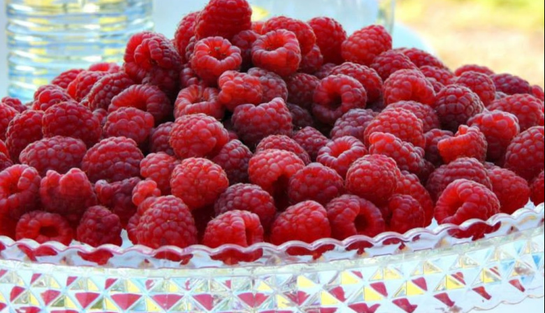 Fiesta Provincial de la Frambuesa: reconocidas bandas y una experiencia única con plantaciones locales