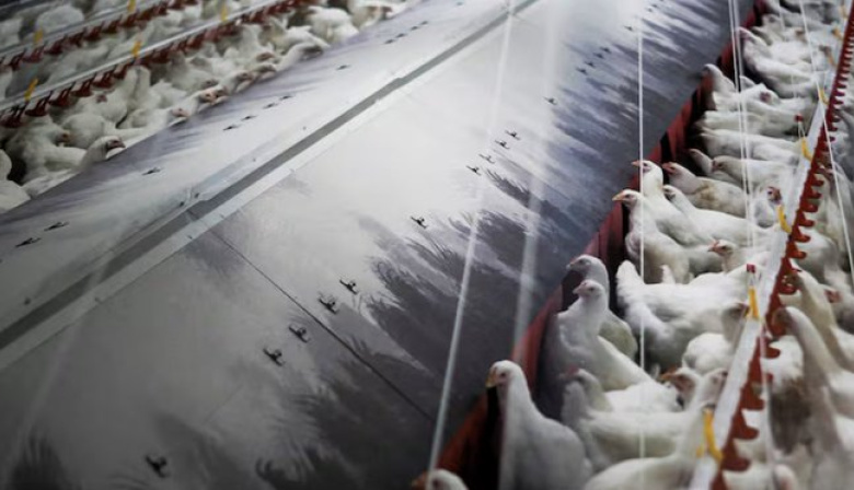 La gripe aviar salta a la producción y golpea el comercio exterior