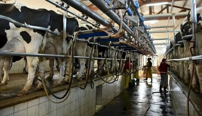 Más leche, menos plata: el negocio que no cierra en los tambos bonaerenses