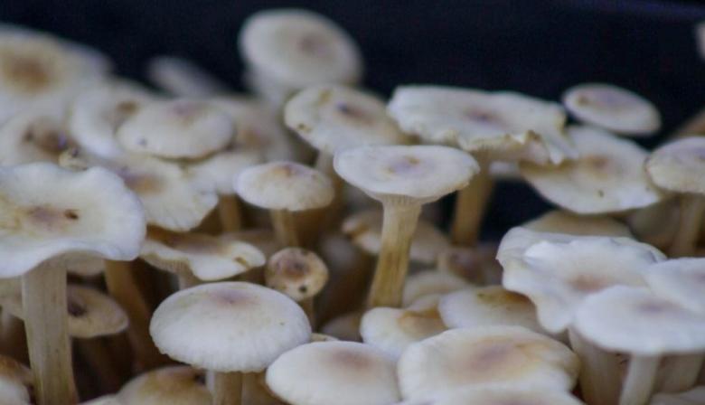 Buscan regular la producción de hongos comestibles en la PBA