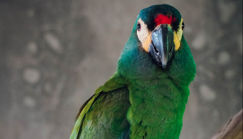 Buscan reintroducir en Argentina al maracaná lomo rojo, una especie extinguida en el país hace décadas: “Es un orgullo infinito”