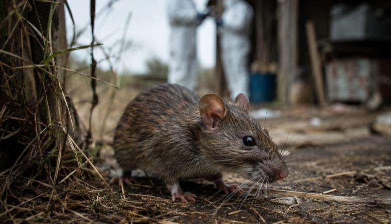 Diputados de LLA reclamaron explicaciones por los casos de hantavirus