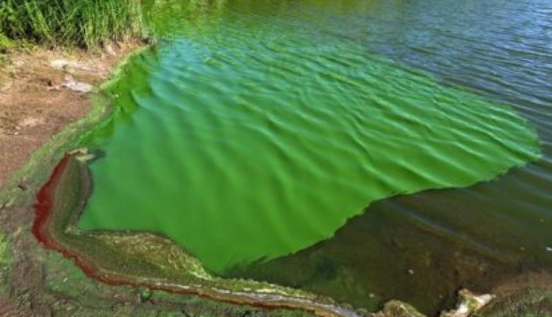 Cianobacterias: restringieron el ingreso a ríos y lagunas de 17 municipios bonaerenses