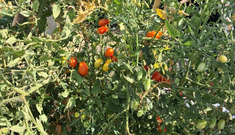 Tras 20 años, la Provincia realizará un nuevo Censo Hortiflorícola