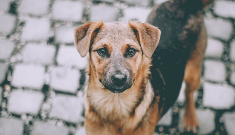 Luján organiza un operativo para proteger a los perros de la Basílica durante la visita del Papa León XIV