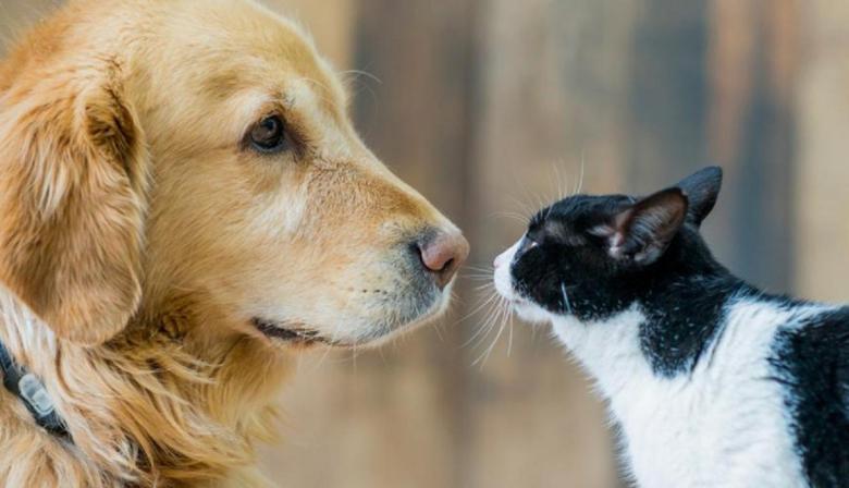 Impulsan arrestos y fuertes multas por maltrato animal en la Provincia