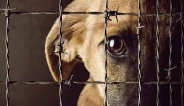 Bahía Blanca prepara una norma única para proteger a los animales y castigar el maltrato
