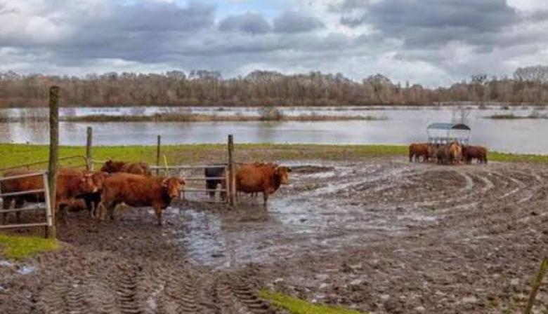 Emergencia agropecuaria en 9 de Julio y Necochea