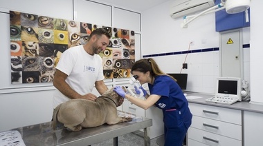 Arteaga propuso crear un Hospital Veterinario que brinde asistencia gratuita a perros y gatos