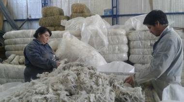 Seis firmas exportadoras compraron 80 mil kilos de lana bonaerense 