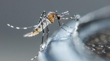 La Municipalidad capacitará a la comunidad educativa sobre dengue