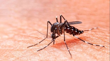 En Trenque Lauquen inician una campaña anticipada contra el dengue