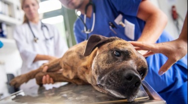 La Plata: insisten en la creación de un hospital veterinario municipal