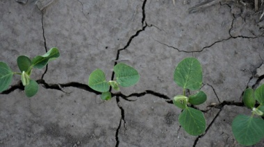 Legislatura bonaerense: reclaman declarar la emergencia agropecuaria por la sequía