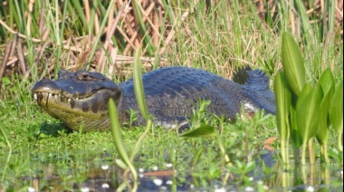 Rescatan animales autóctonos para llevarlos a otras zonas tras incendios en Corrientes