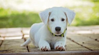 La personalidad de tu perro, ¿tiene que ver con su raza?