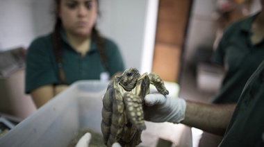 El ex zoológico de la Ciudad de Buenos Aires trabaja con la PBA en la conservación de especies en peligro