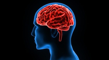 Cerebro: ¿por qué olvidamos situaciones cotidianas?