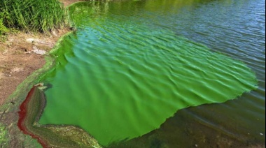 Alerta  por cianobacterias en lagunas bonaerenses